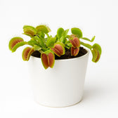 Venusfliegenfalle (Dionaea Muscipula) 12cm