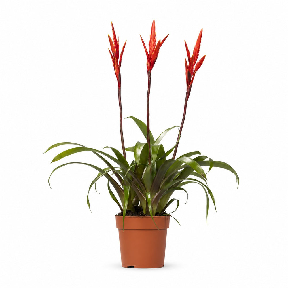 Vriesea - 55cm im Kulturtopf
