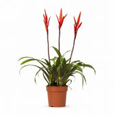 Vriesea - 55cm im Kulturtopf