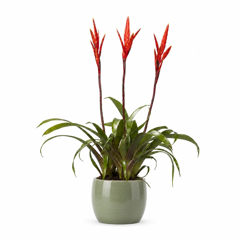 Vriesea - 55cm, Stylingbeispiel im Übertopf (Übertopf nicht enthalten)