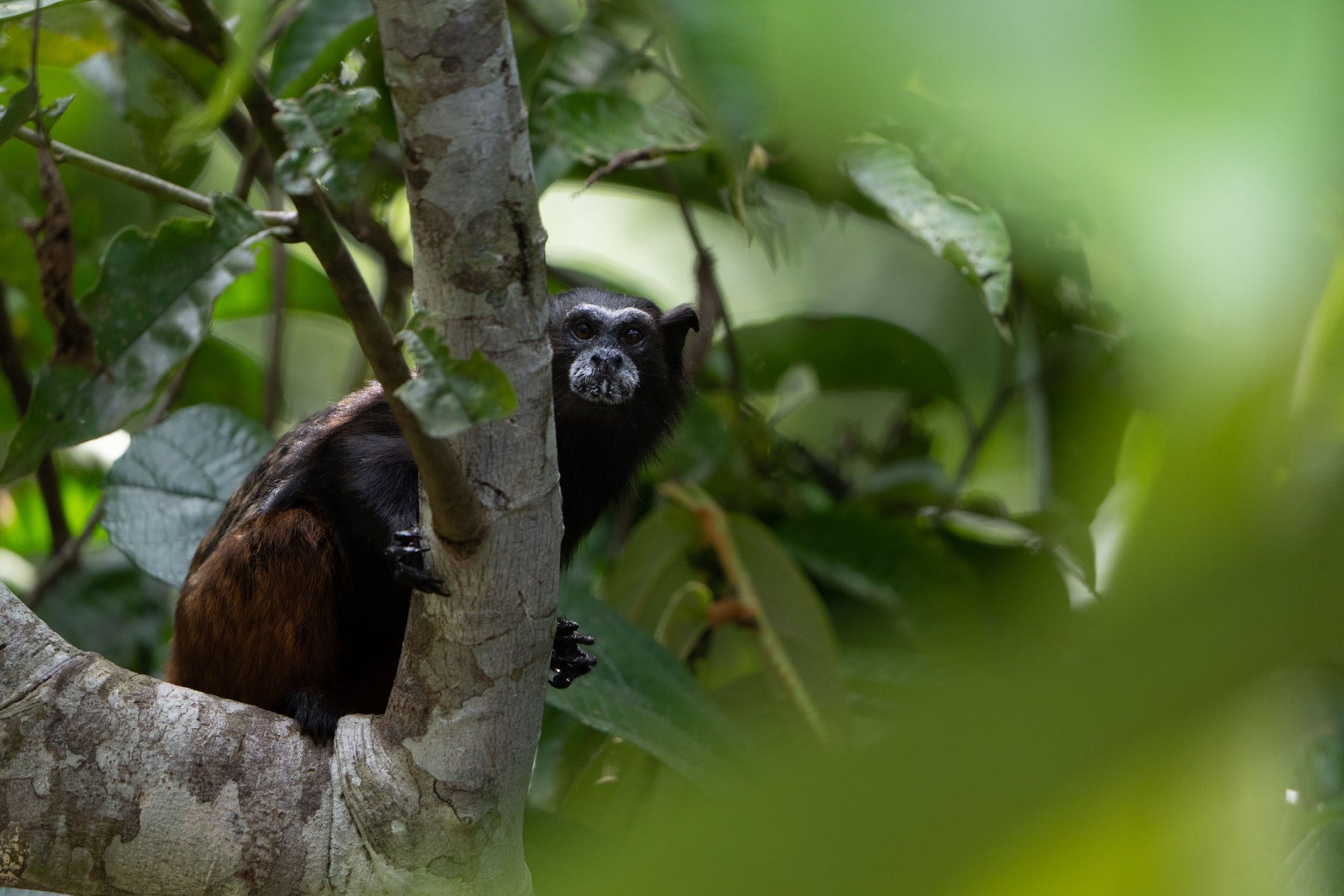 Tier, Peru