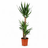 Yucca Elephantipes - 125cm im Kulturtopf