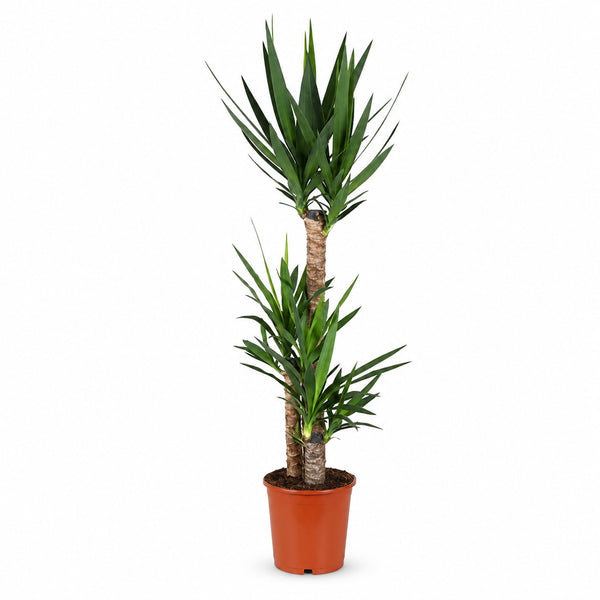 Yucca Elephantipes - 125cm im Kulturtopf
