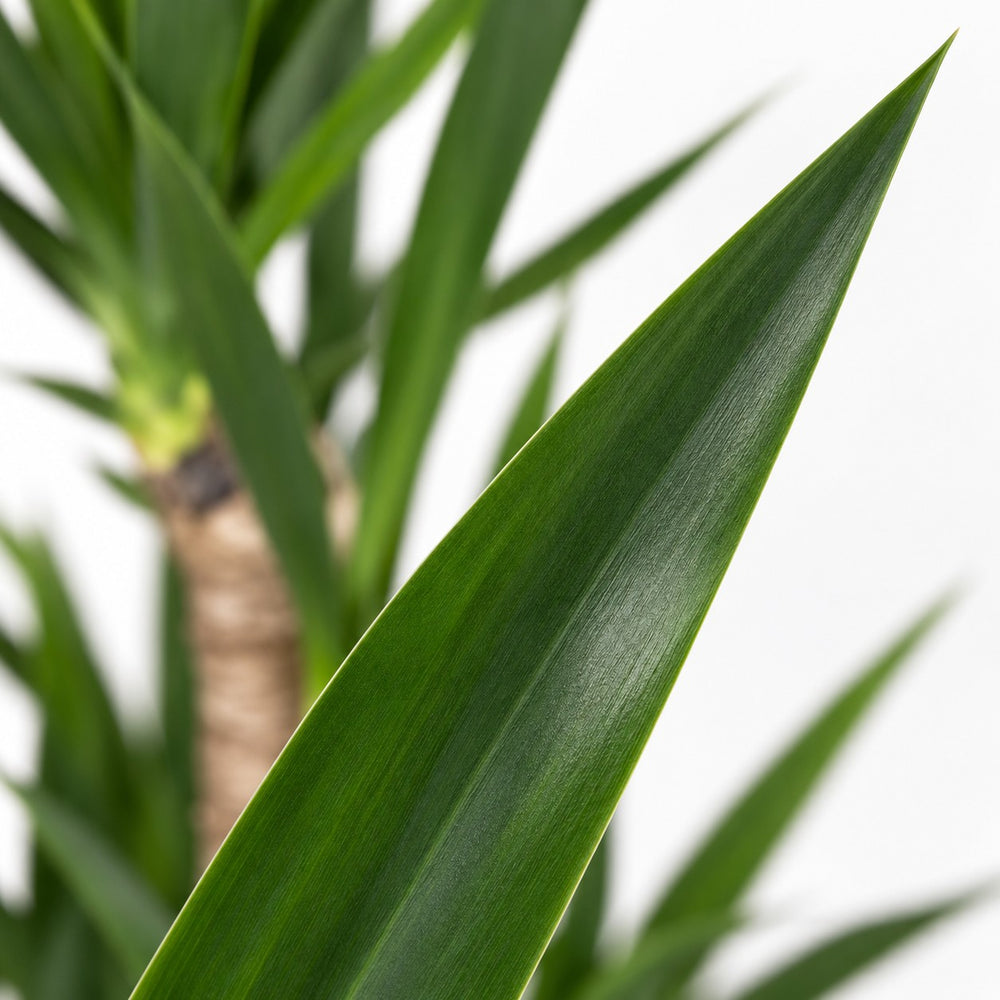 Yucca Elephantipes, Nahaufnahme Blatt