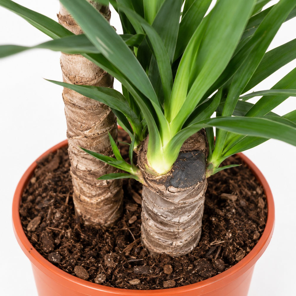 Yucca Elephantipes, Nahaufnahme Wuchs und Triebansatz