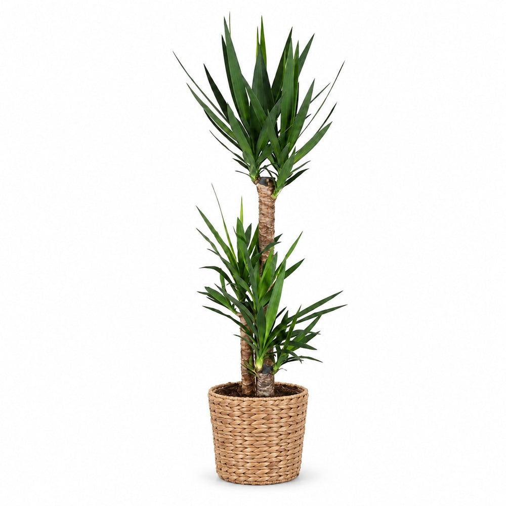 Yucca Elephantipes - 125cm, Stylingbeispiel im Übertopf (Übertopf nicht enthalten)