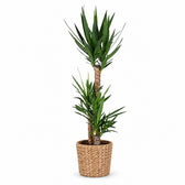 Yucca Elephantipes - 125cm, Stylingbeispiel im Übertopf (Übertopf nicht enthalten)