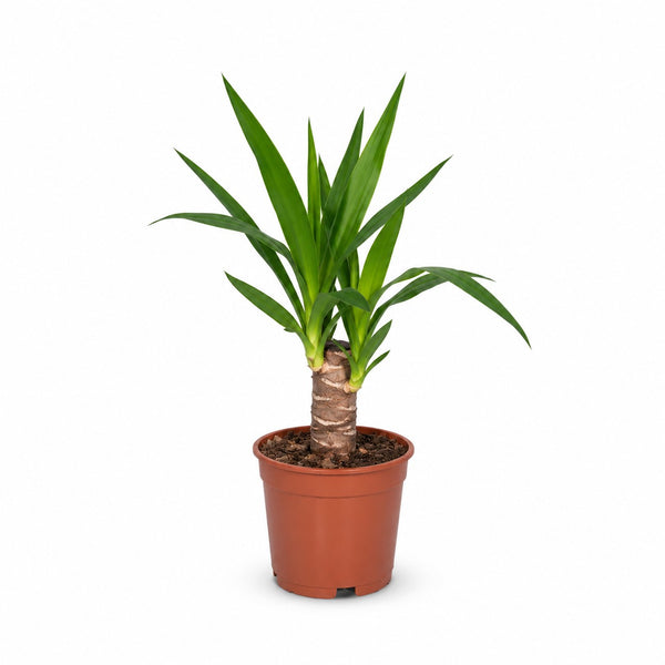 Yucca Elephantipes (40cm, Ø14cm) im Kulturtopf
