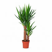 Yucca Elephantipes - 80cm im Kulturtopf
