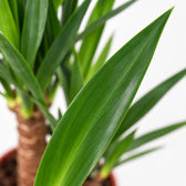 Yucca Elephantipes, Nahaufnahme Blatt