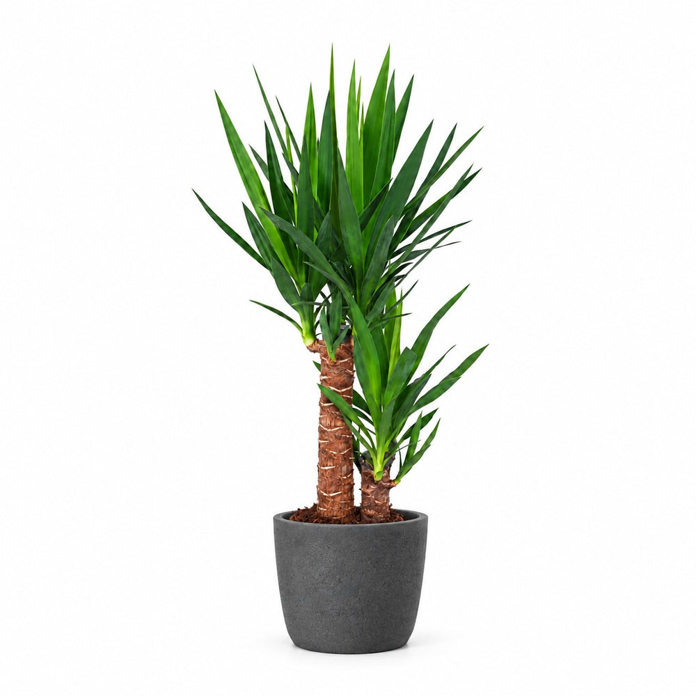 Yucca Elephantipes - 80cm, Stylingbeispiel im Übertopf (Übertopf nicht enthalten)