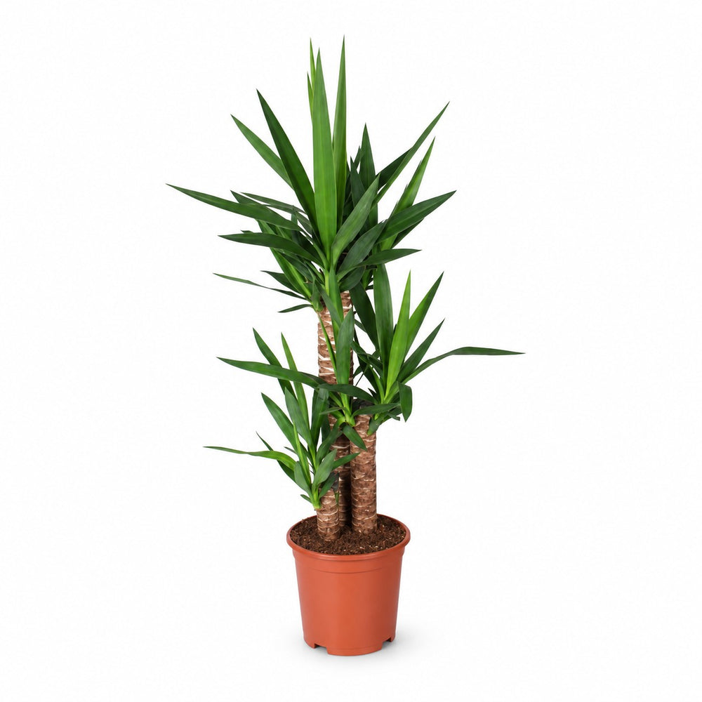 Yucca Elephantipes - 90cm im Kulturtopf