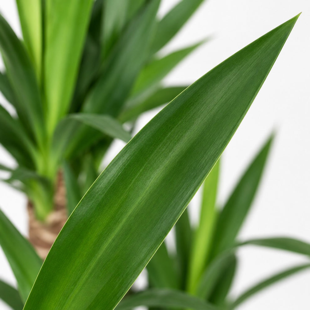 Yucca Elephantipes, Nahaufnahme Blatt