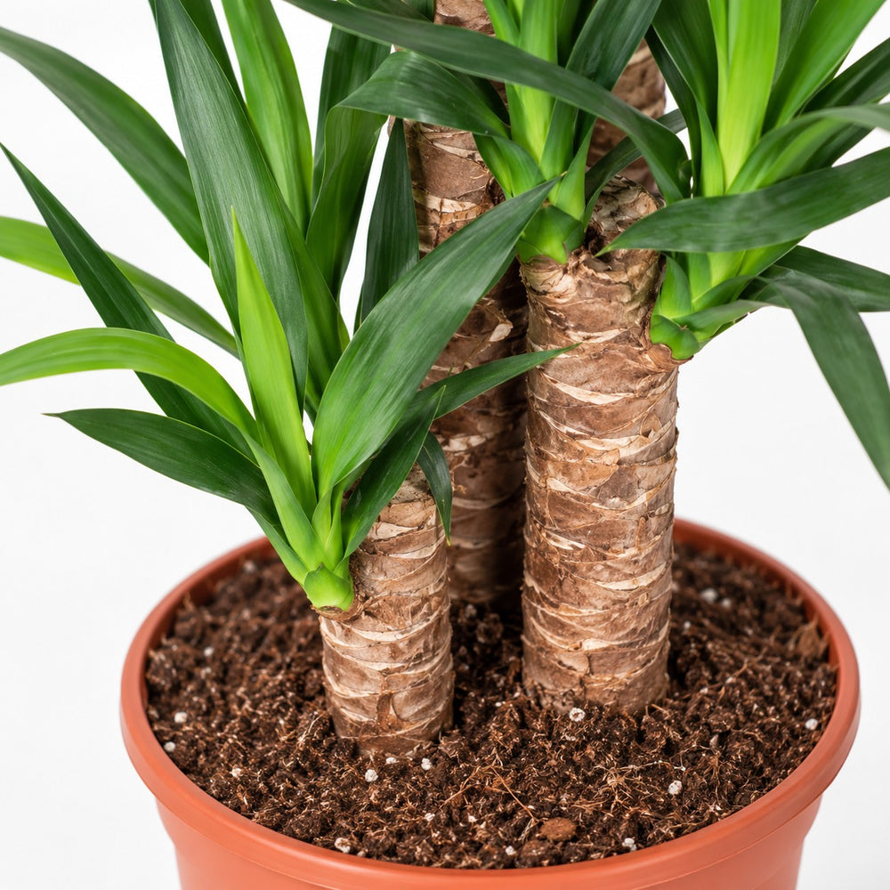 Yucca Elephantipes, Nahaufnahme Wuchs und Triebansatz