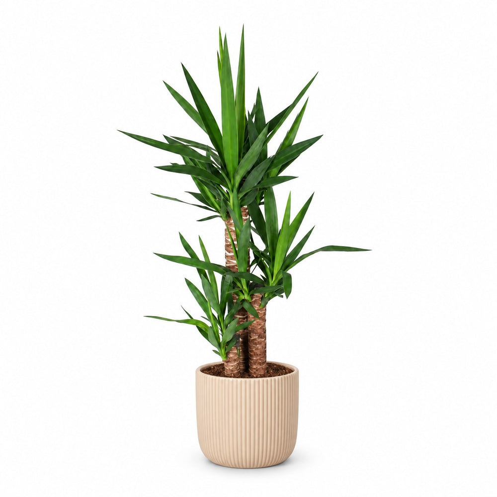 Yucca Elephantipes - 90cm, Stylingbeispiel im Übertopf (Übertopf nicht enthalten)