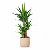 Yucca Elephantipes - 90cm, Stylingbeispiel im Übertopf (Übertopf nicht enthalten)
