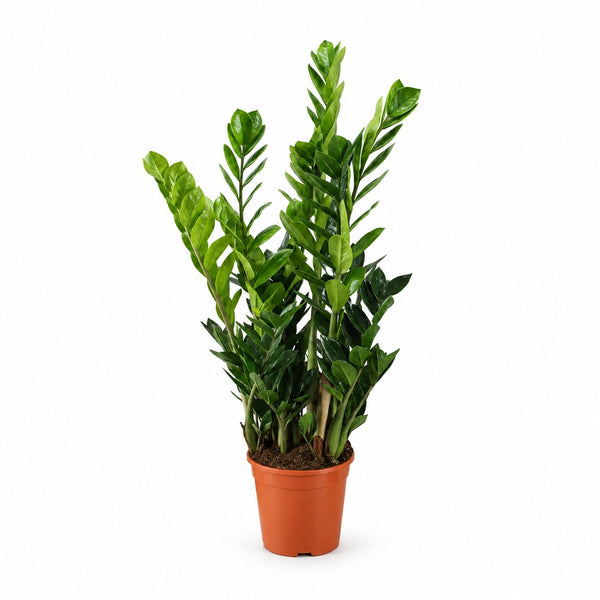 Zamioculcas (100cm, Ø21cm) im Kulturtopf