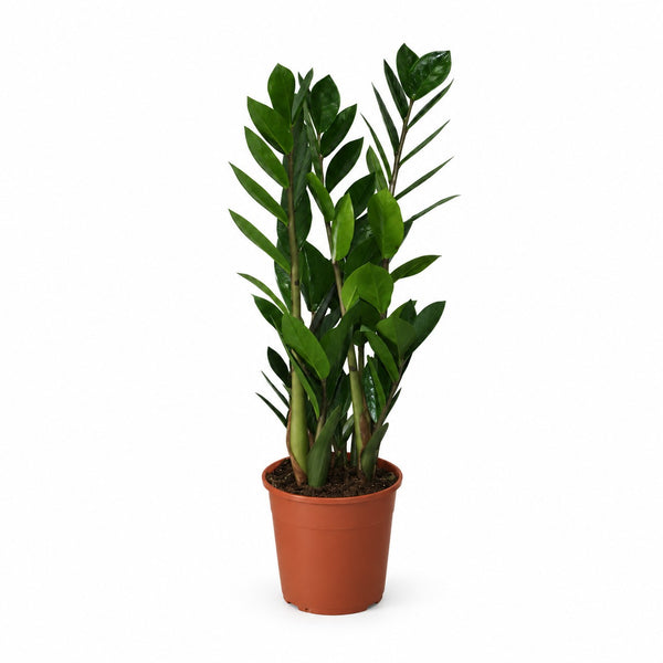 Zamioculcas - 55cm im Kulturtopf