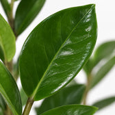Zamioculcas, Nahaufnahme Blatt