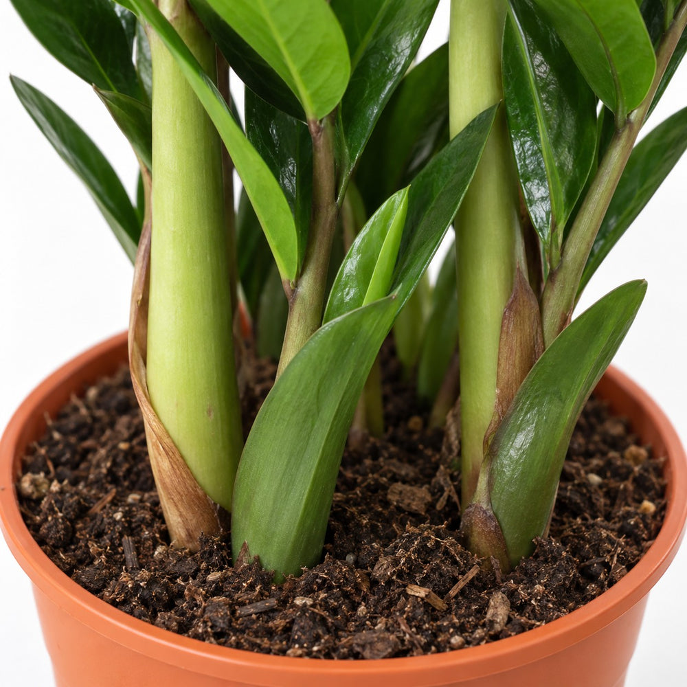 Zamioculcas, Nahaufnahme Wuchs und Triebansatz