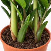 Zamioculcas, Nahaufnahme Wuchs und Triebansatz