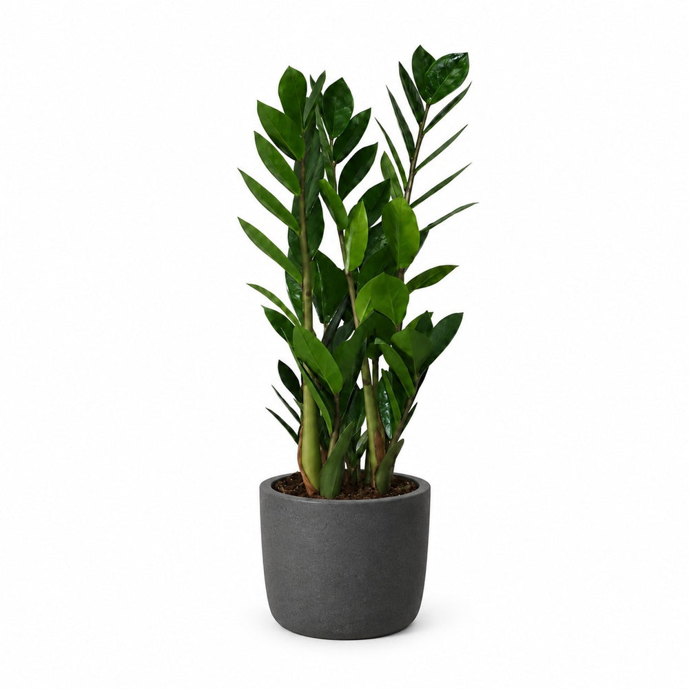 Zamioculcas - 55cm, Stylingbeispiel im Übertopf (Übertopf nicht enthalten)