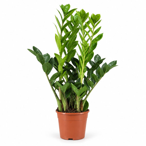 Zamioculcas - 65cm (Ø14cm) im Kulturtopf