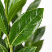 Zamioculcas, Nahaufnahme Blatt