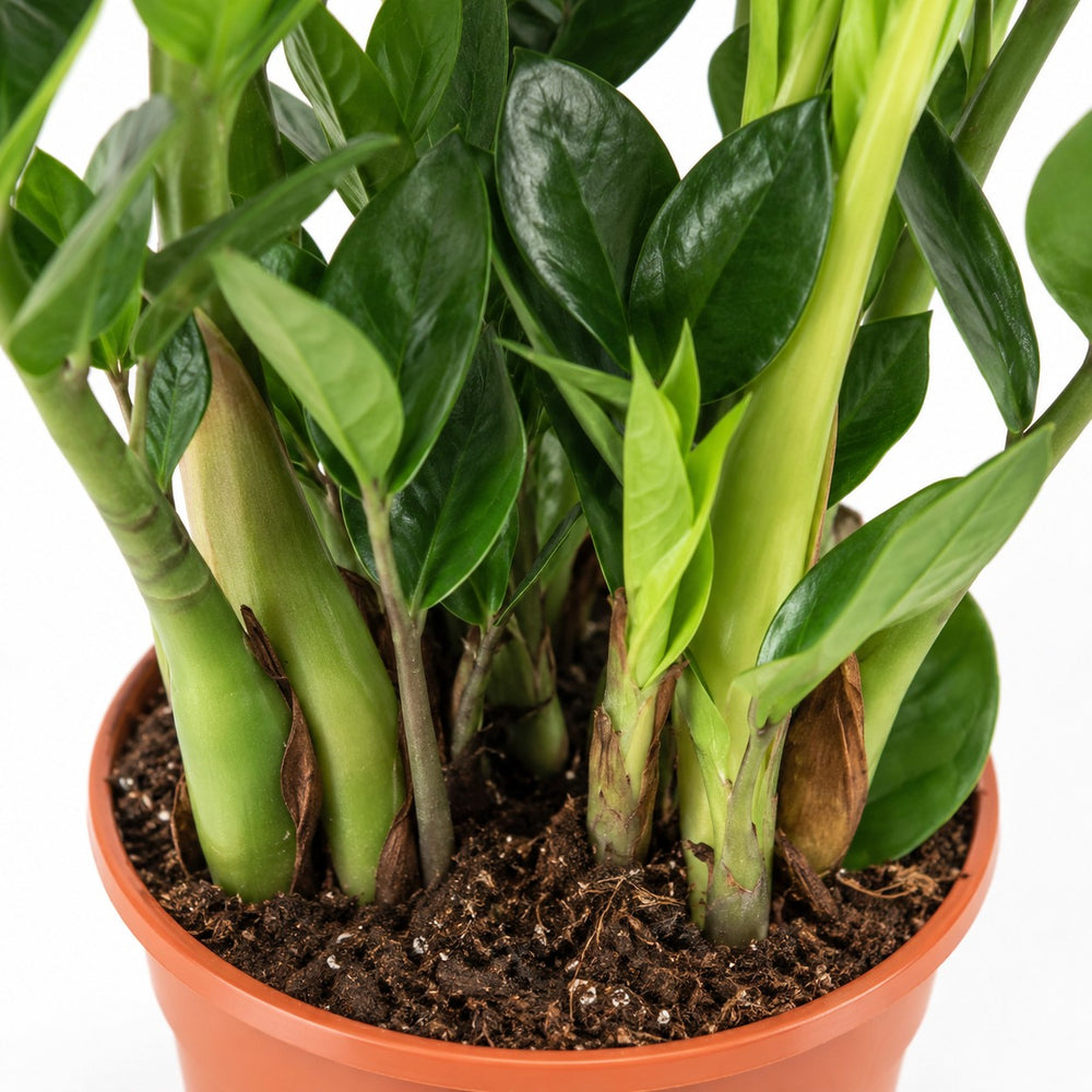 Zamioculcas, Nahaufnahme Wuchs und Triebansatz