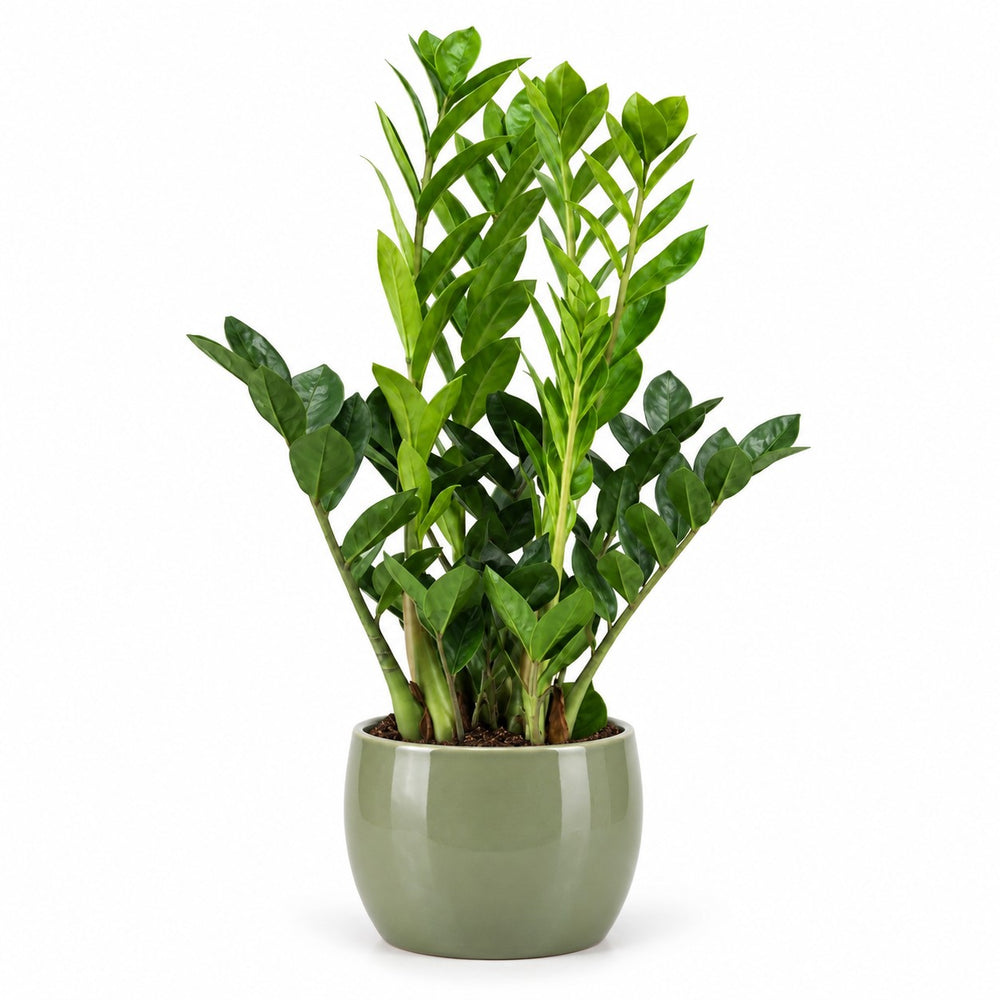 Zamioculcas - 65cm (Ø14cm), Stylingbeispiel im Übertopf (Übertopf nicht enthalten)