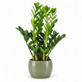 Zamioculcas - 65cm (Ø14cm), Stylingbeispiel im Übertopf (Übertopf nicht enthalten)