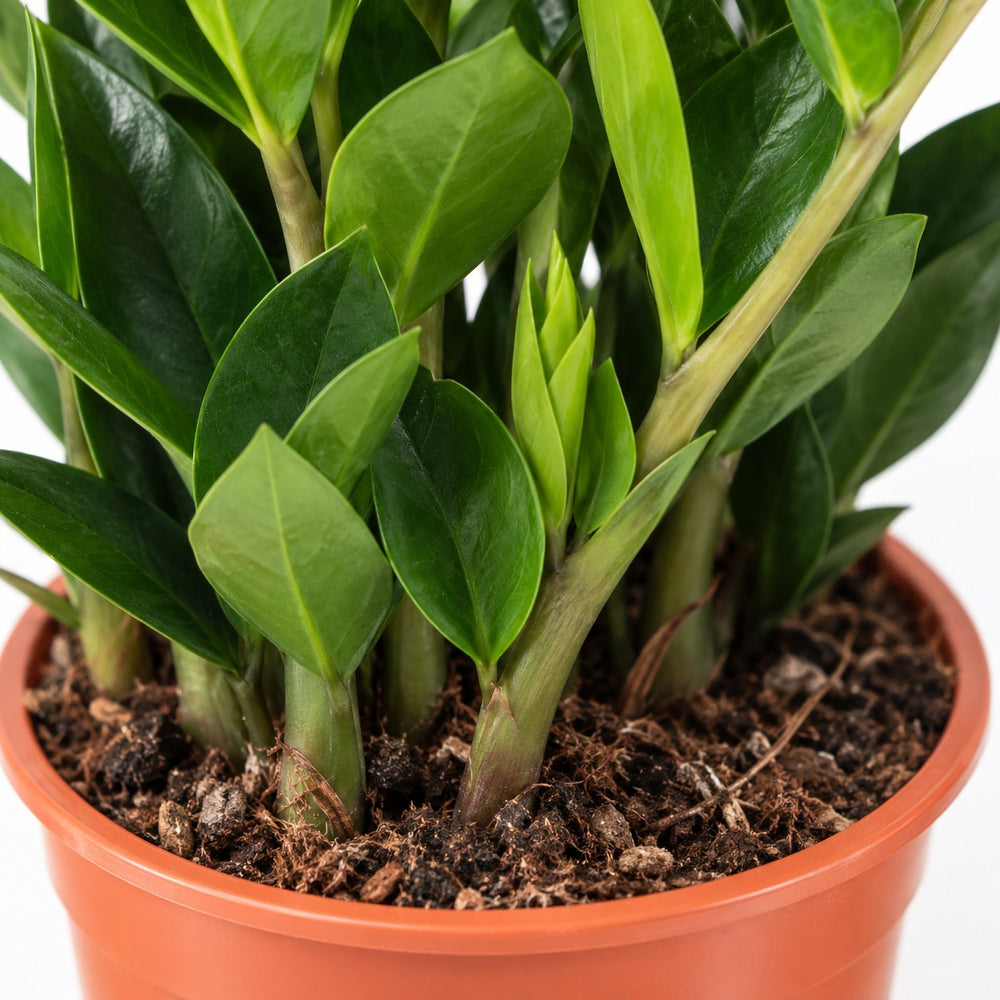 Zamioculcas, Nahaufnahme Wuchs und Triebansatz