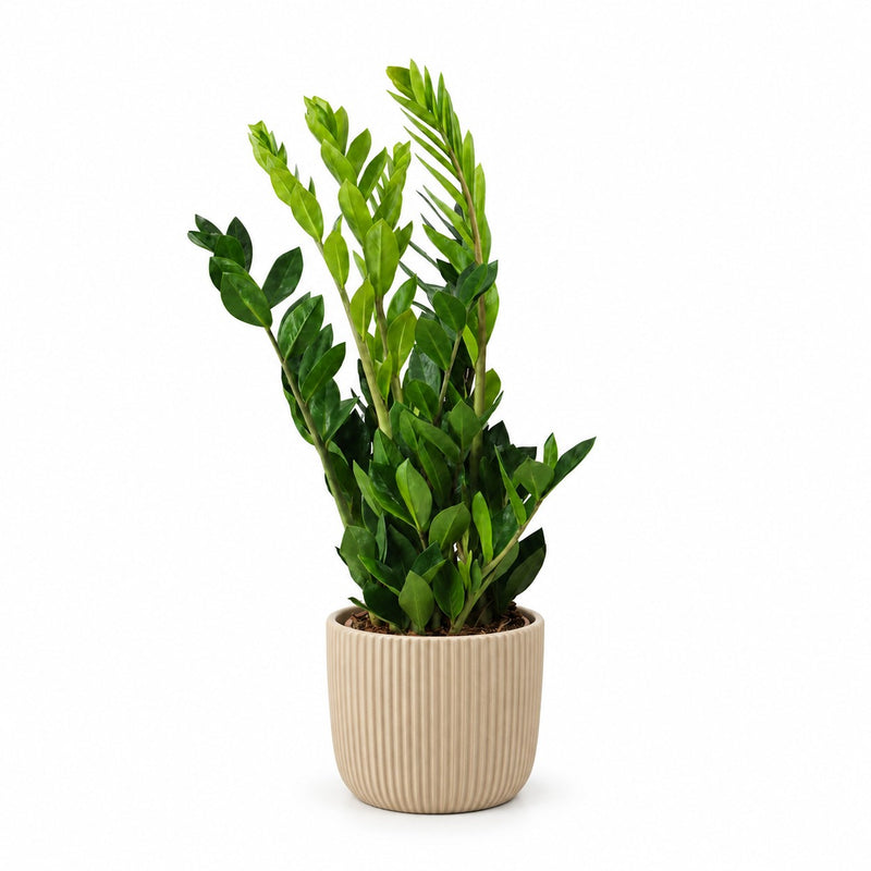 Zamioculcas - 65cm (Ø17cm) Detail