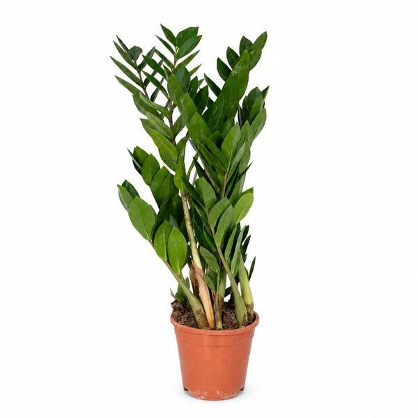 Zamioculcas - 70cm im Kulturtopf