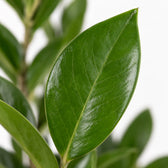 Zamioculcas, Nahaufnahme Blatt