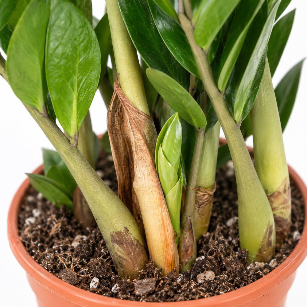 Zamioculcas, Nahaufnahme Wuchs und Triebansatz