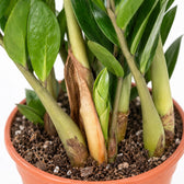 Zamioculcas, Nahaufnahme Wuchs und Triebansatz
