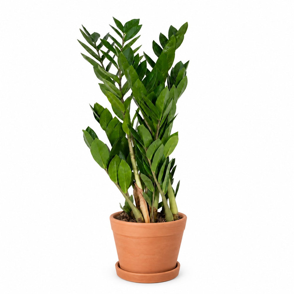 Zamioculcas - 70cm, Stylingbeispiel im Übertopf (Übertopf nicht enthalten)