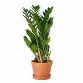 Zamioculcas - 70cm, Stylingbeispiel im Übertopf (Übertopf nicht enthalten)