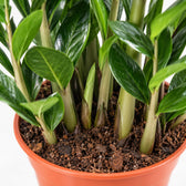 Zamioculcas, Nahaufnahme Wuchs und Triebansatz