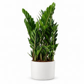 Zamioculcas - 75cm, Stylingbeispiel im Übertopf (Übertopf nicht enthalten)