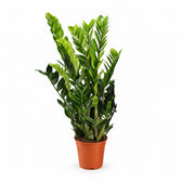 Zamioculcas - 95cm im Kulturtopf