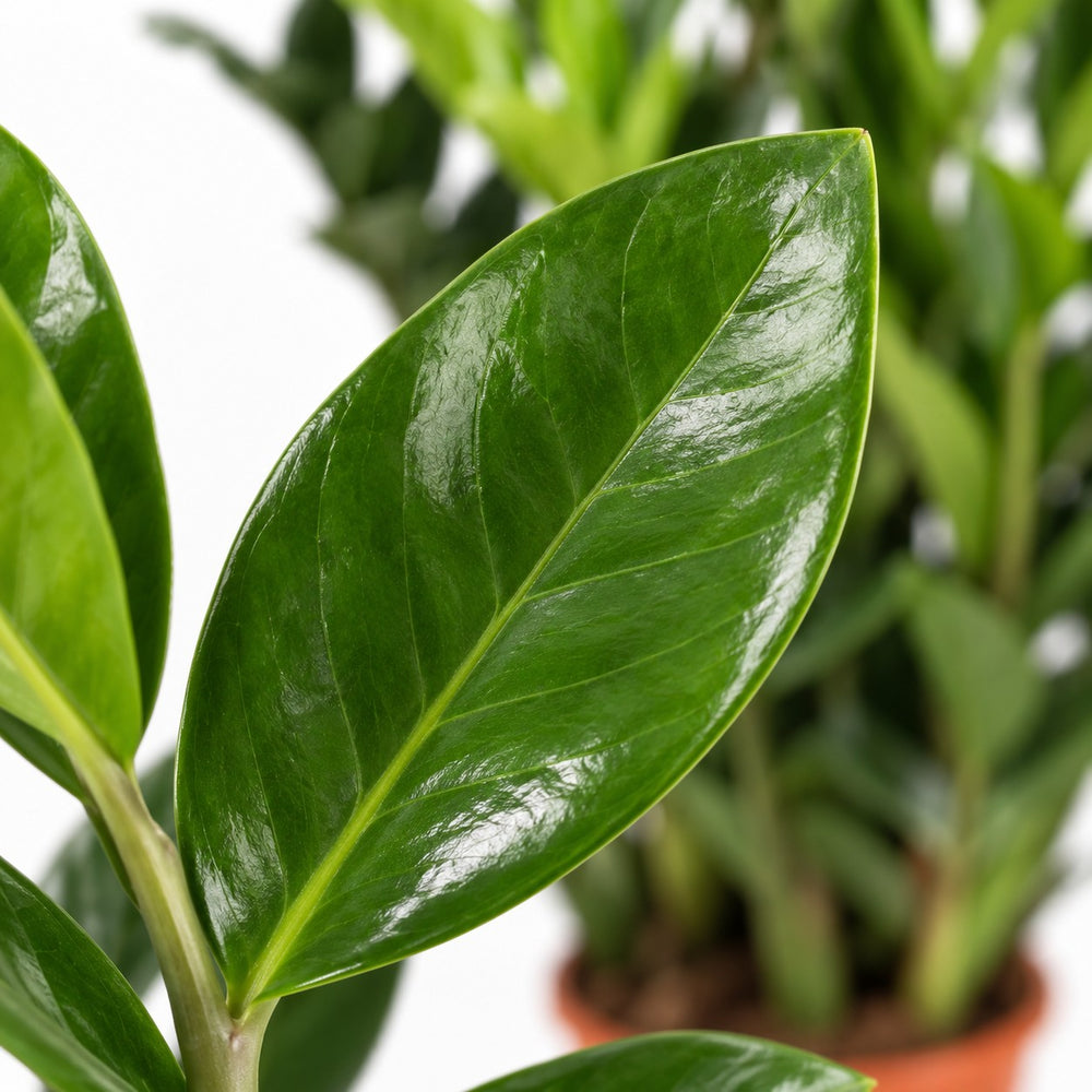 Zamioculcas, Nahaufnahme Blatt