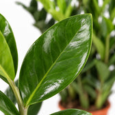 Zamioculcas, Nahaufnahme Blatt