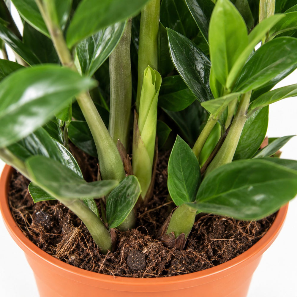 Zamioculcas, Nahaufnahme Wuchs und Triebansatz