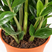 Zamioculcas, Nahaufnahme Wuchs und Triebansatz