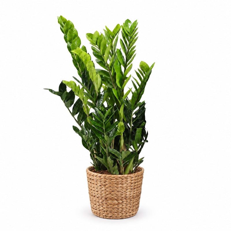 Zamioculcas - 95cm Detail