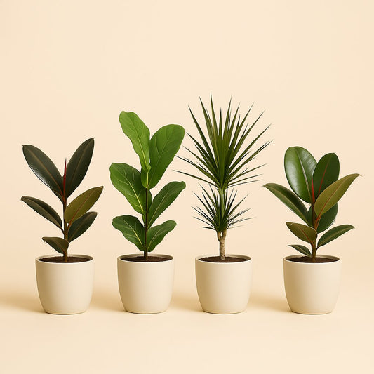 Zimmerpflanzen-Set "Ficus Vibes" - 4 Stück - 55-75cm