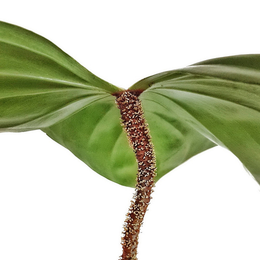 Philodendron nangaritense Blatt von Unten