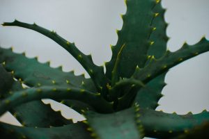 Aloe Mitformis